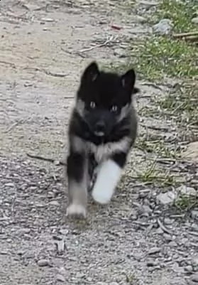 siberian husky | Foto 0