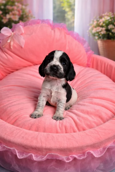 cuccioli di cocker spaniel inglesi | Foto 3