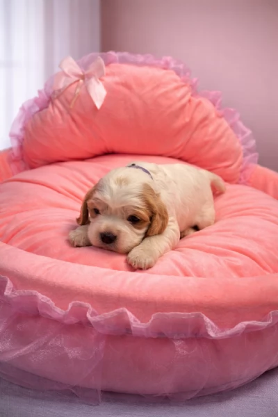 cuccioli di cocker spaniel inglesi | Foto 2