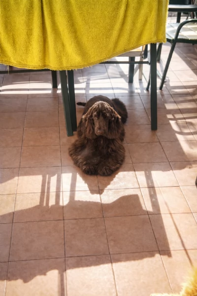 cuccioli di cocker spaniel inglesi | Foto 1