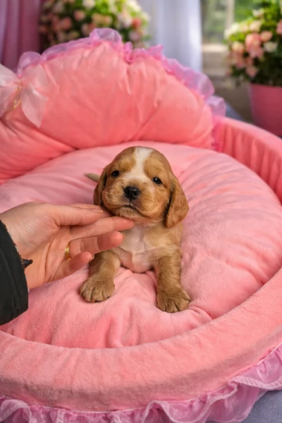 cuccioli di cocker spaniel inglesi