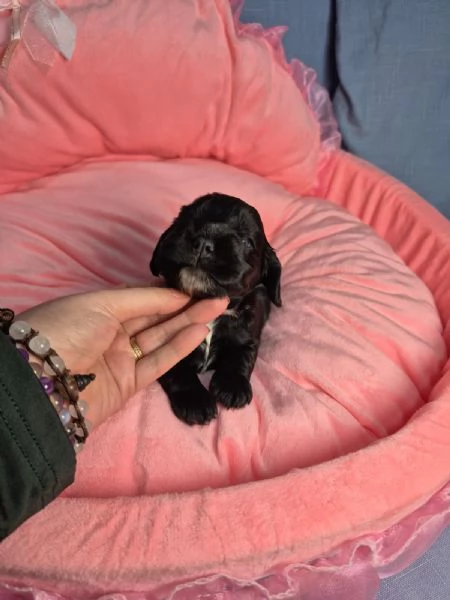 cuccioli di cocker spaniel inglesi | Foto 0