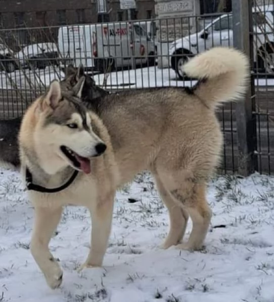 cuccioli siberian husky fci 