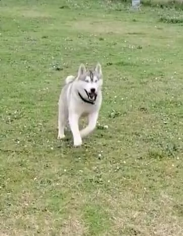 cuccioli siberian husky fci  | Foto 3