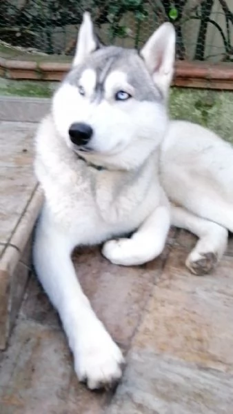 cuccioli siberian husky fci  | Foto 2