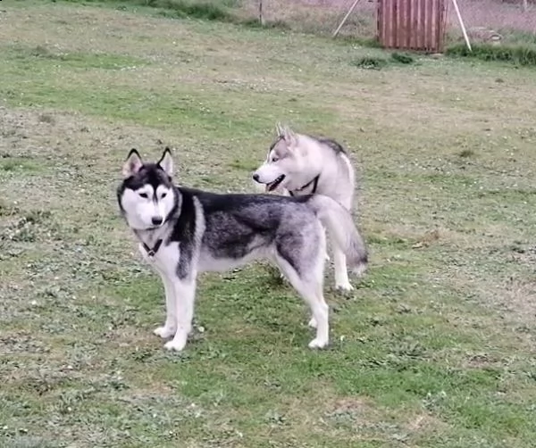 cuccioli siberian husky fci  | Foto 1