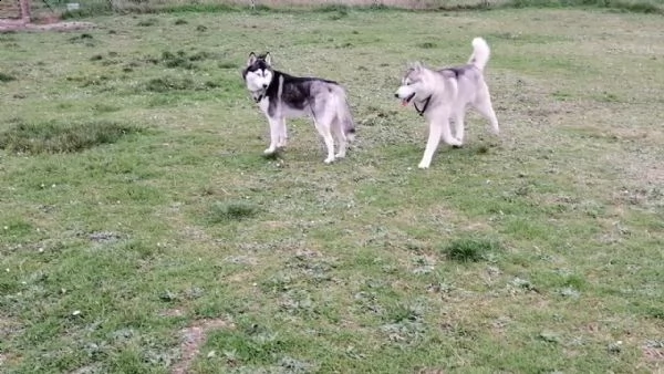 cuccioli siberian husky fci  | Foto 0
