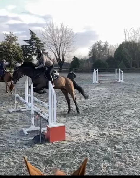 cavallo da salto kwpn