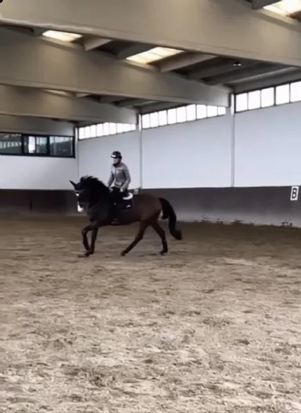 cavallo da salto kwpn | Foto 0