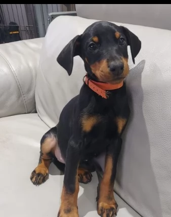 cuccioli di dobermann