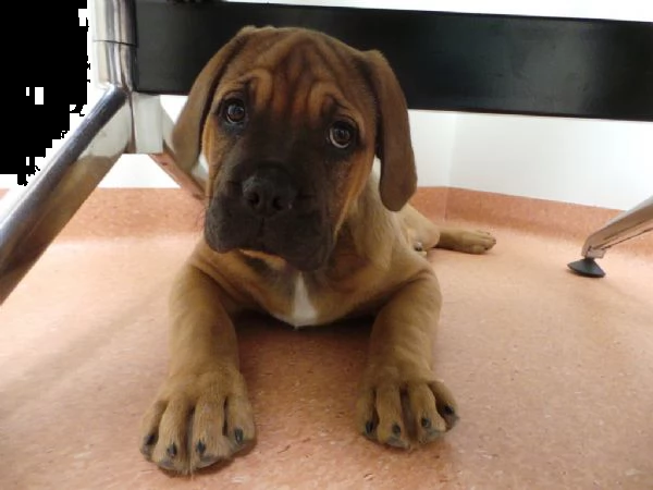 cuccioli di bull mastiff | Foto 0