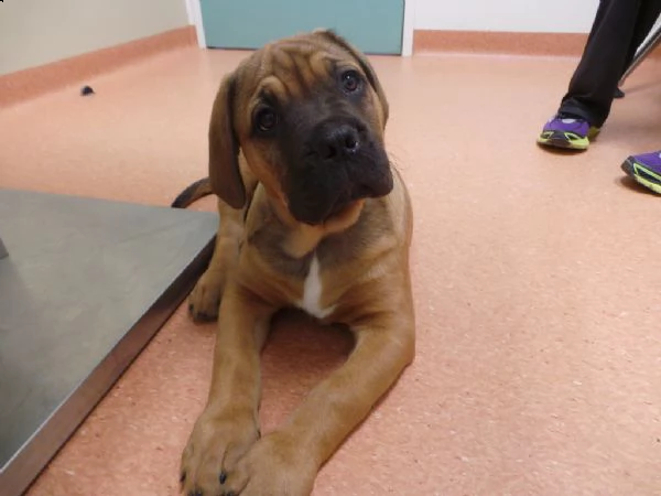 cuccioli di bull mastiff