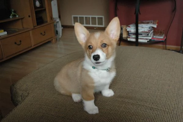 welsh corgi pembroke cuccioli