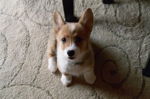 welsh corgi pembroke cuccioli | Foto 0