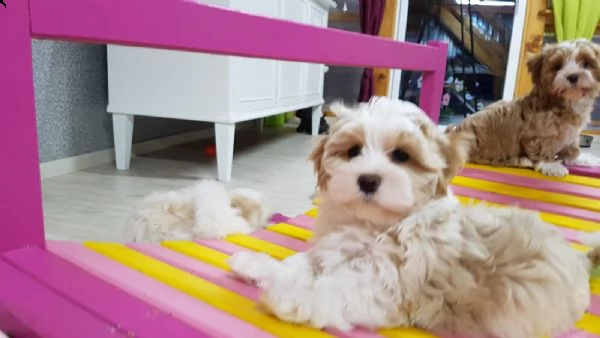 cuccioli di havanese | Foto 0