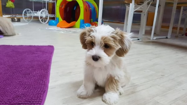 cuccioli di havanese