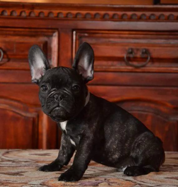 cuccioli di bouledogue francese  | Foto 6