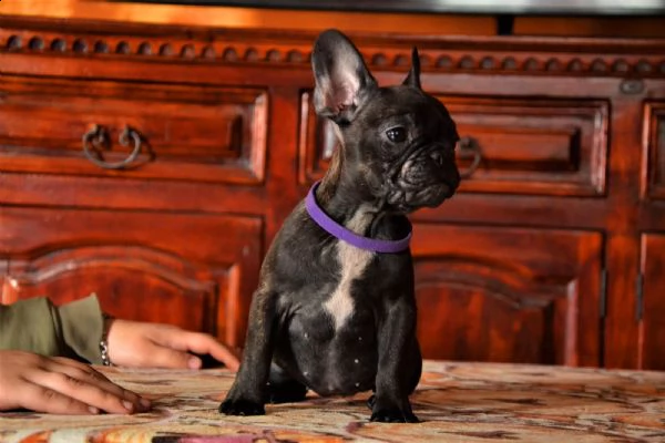 cuccioli di bouledogue francese  | Foto 5