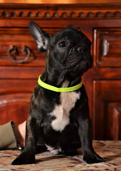 cuccioli di bouledogue francese  | Foto 4