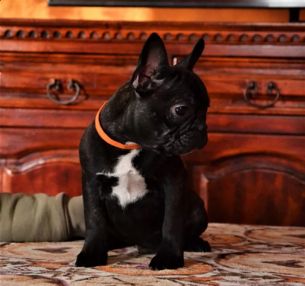 cuccioli di bouledogue francese  | Foto 3