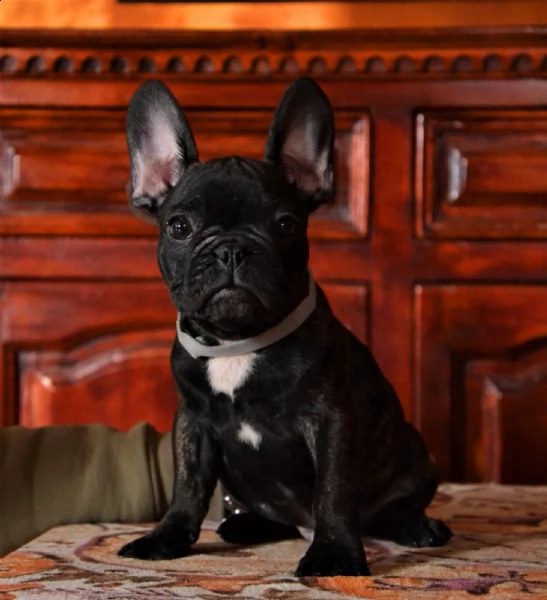 cuccioli di bouledogue francese  | Foto 2