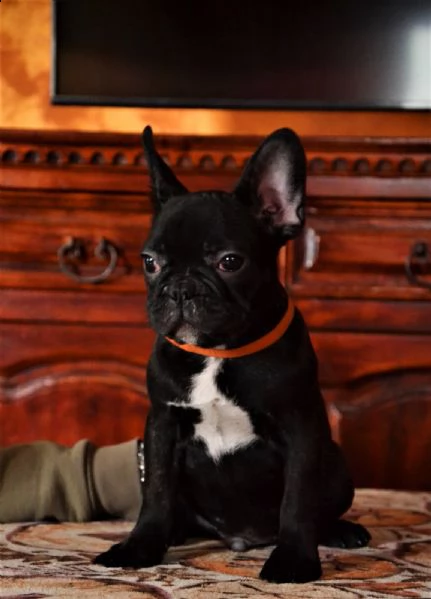 cuccioli di bouledogue francese  | Foto 1