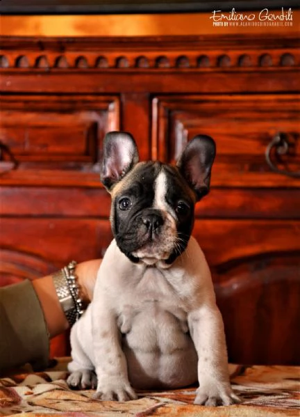 cuccioli di bouledogue francese  | Foto 0