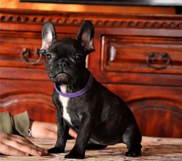 cuccioli di bouledogue francese 