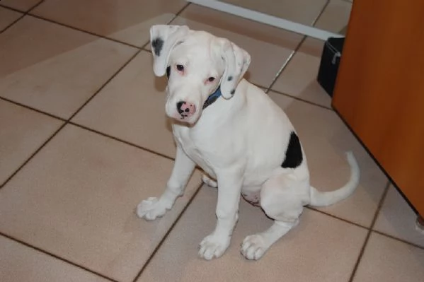 disponibili cuccioli di dogo argentino | Foto 0