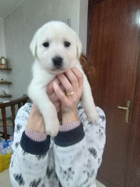 regalo bellissime cucciole | Foto 1