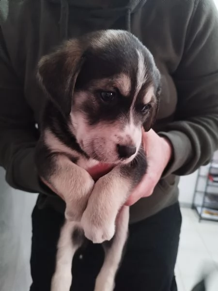 regalo bellissime cucciole | Foto 0