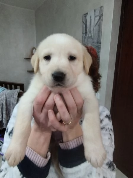 regalo bellissime cucciole