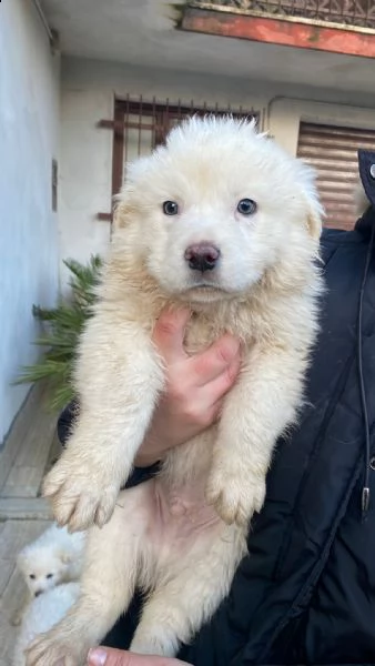 cucciolo maremmano in adozione