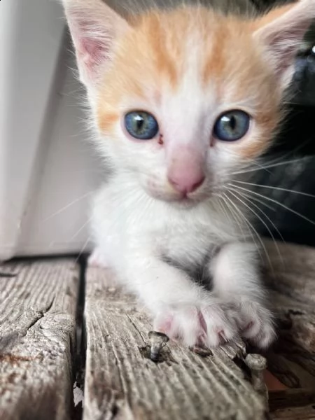 micetto gattino cucciolo in adozione | Foto 5