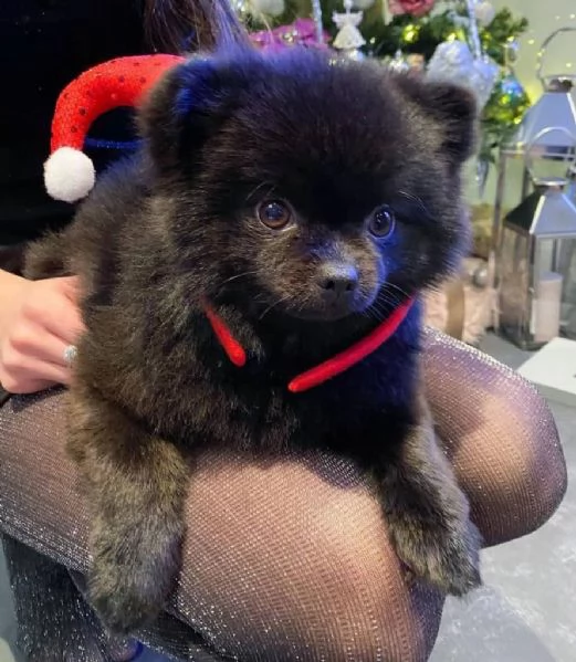  preziosi cuccioli di pomerania in adozionep