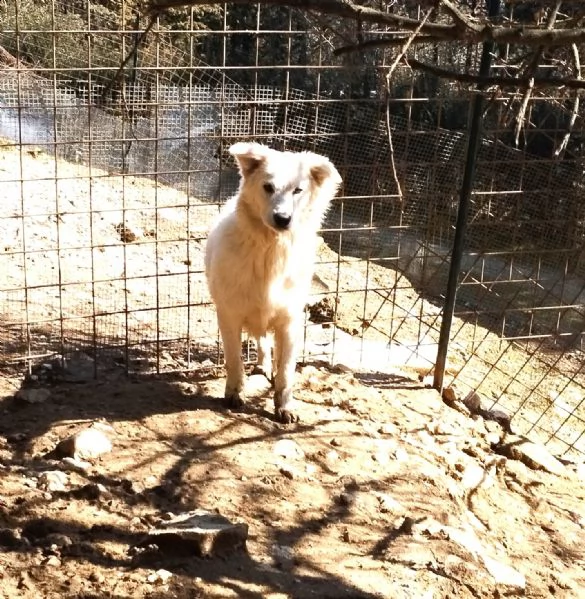 regalo cuccioli di maremmano 