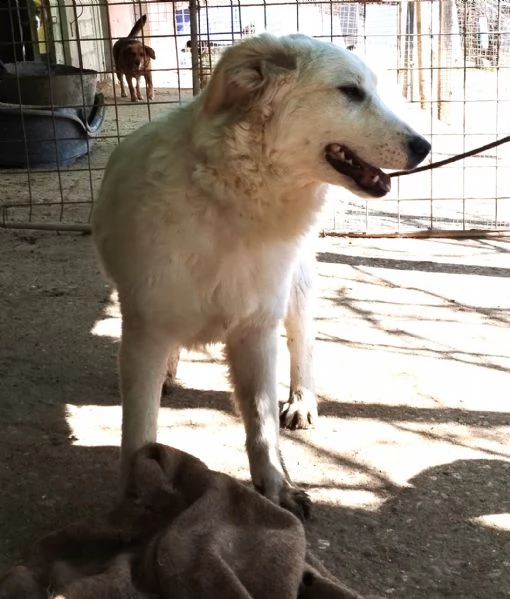 regalo cuccioli di maremmano  | Foto 0