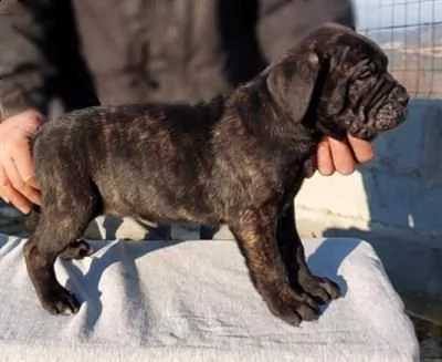 cuccioli cane corso