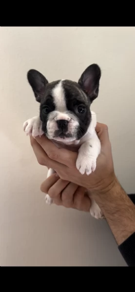 vendesi cuccioli di bouledogue francese | Foto 1