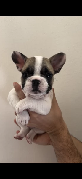 vendesi cuccioli di bouledogue francese | Foto 0