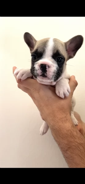 vendesi cuccioli di bouledogue francese