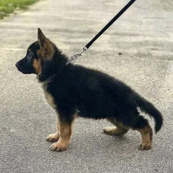 Acciaio 12 Pastore Tedesco GSD Cane Douglas Coccola Italia