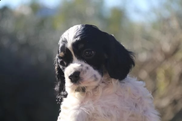 cuccioli cocker americano | Foto 1