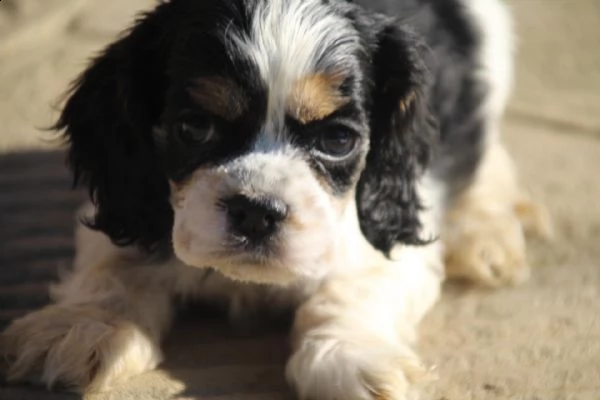 cuccioli cocker americano