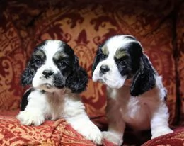 cuccioli cocker americano | Foto 0
