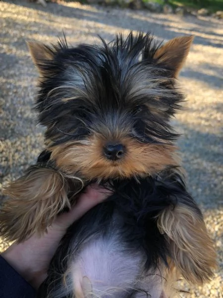 cuccioli yorkshire terrier | Foto 2