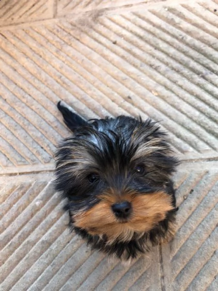 cuccioli yorkshire terrier | Foto 0