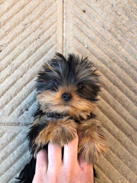 cuccioli yorkshire terrier