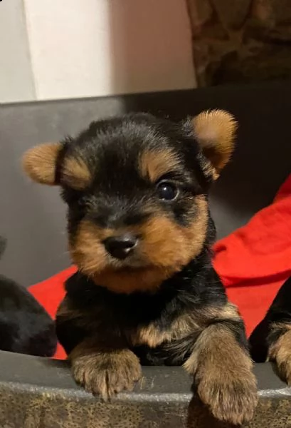 cuccioli yorkshire terrier alemats 