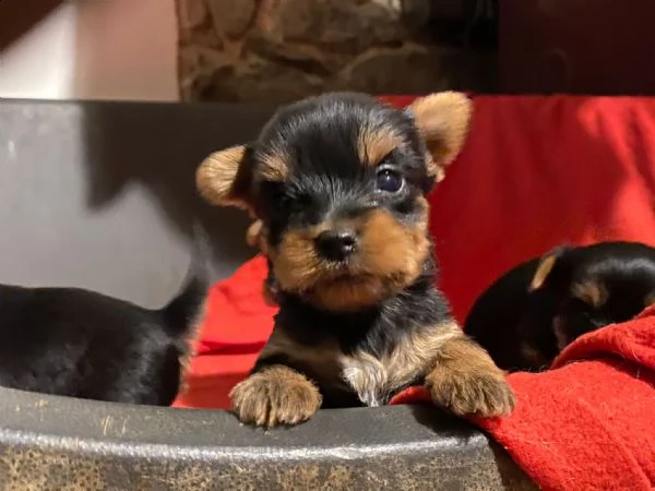 cuccioli yorkshire terrier alemats  | Foto 0